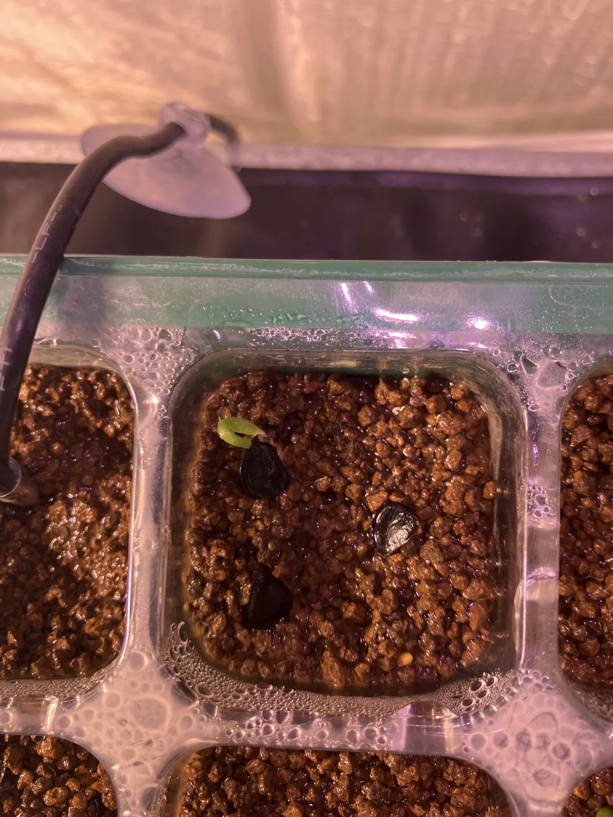 Agave inaequidens (アガベ インアクイデンス)