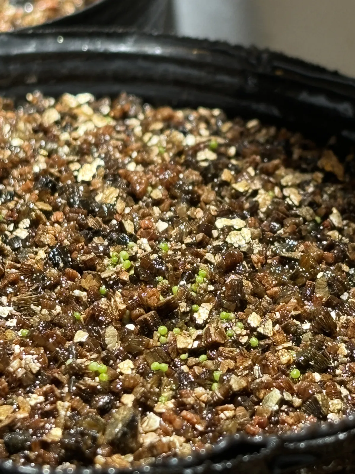 Conophytum calculus (コノフィツム カルキュルス 玉翡翠)