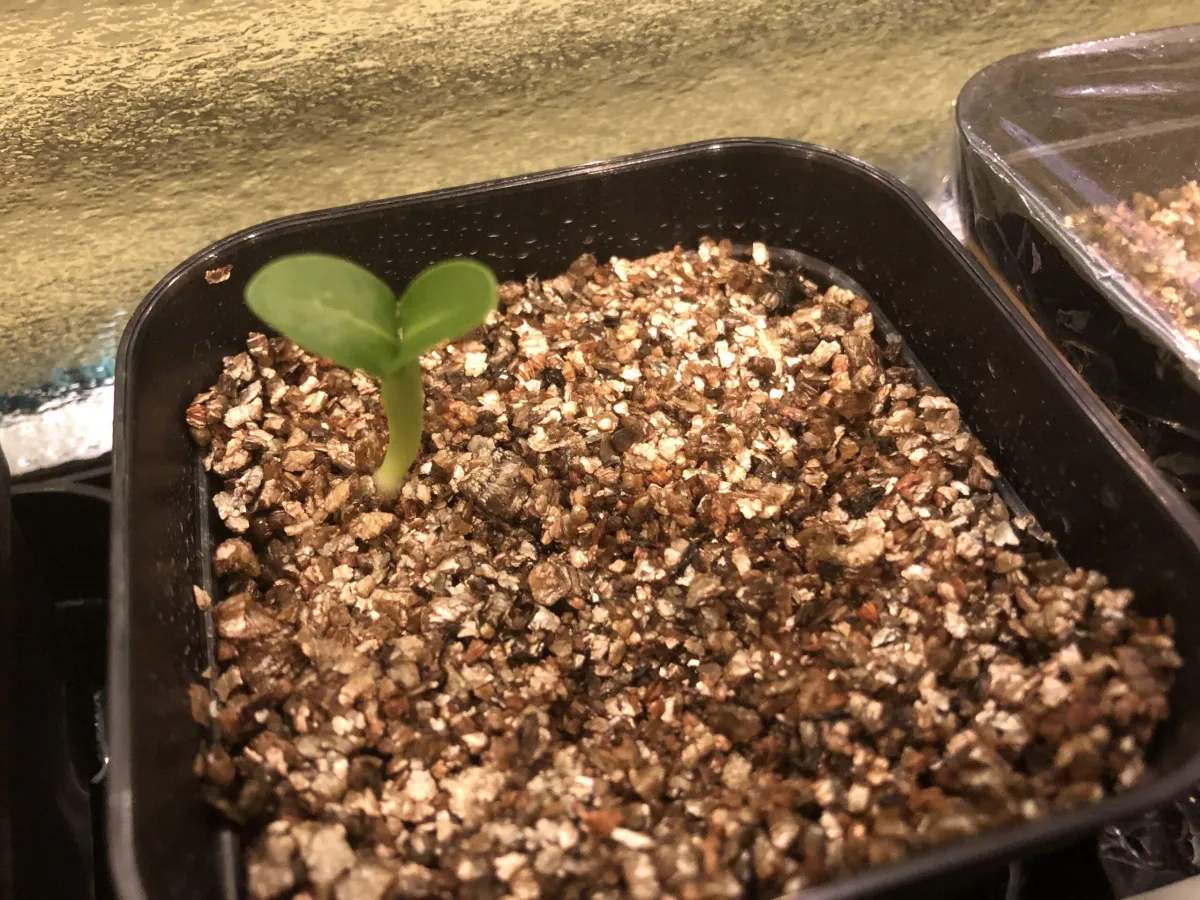 Pachypodium lamerei (パキポディウム ラメレイ 夢叶棒)