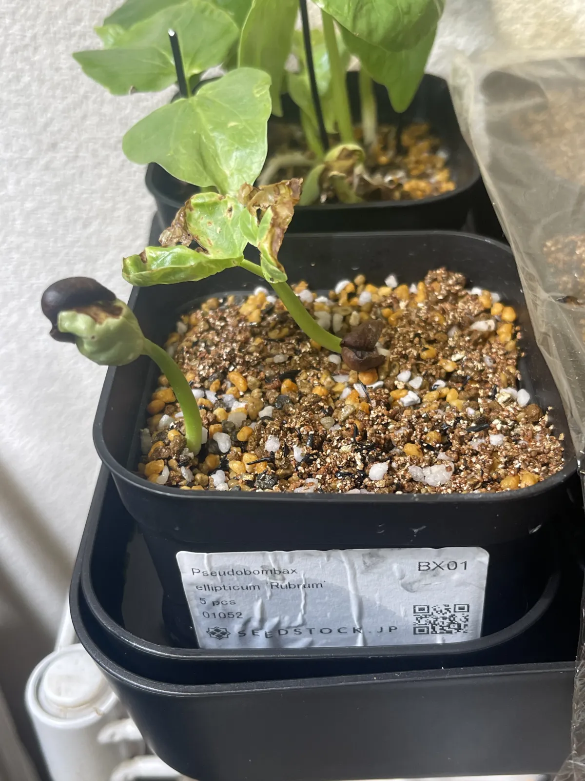 Pseudobombax ellipticum (セウドボンバックス エリプティカム ラブラム)