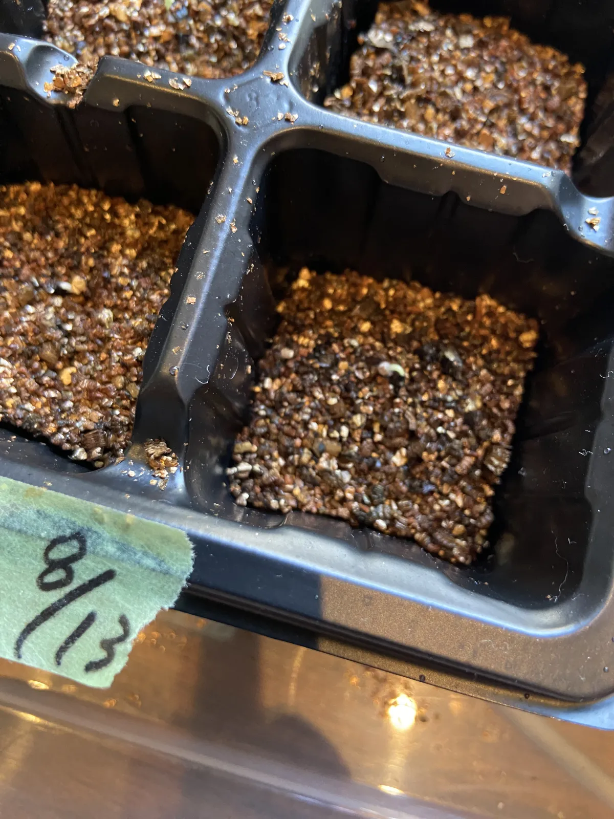 Agave titanota 'Blue' (アガベ チタノタブルー)