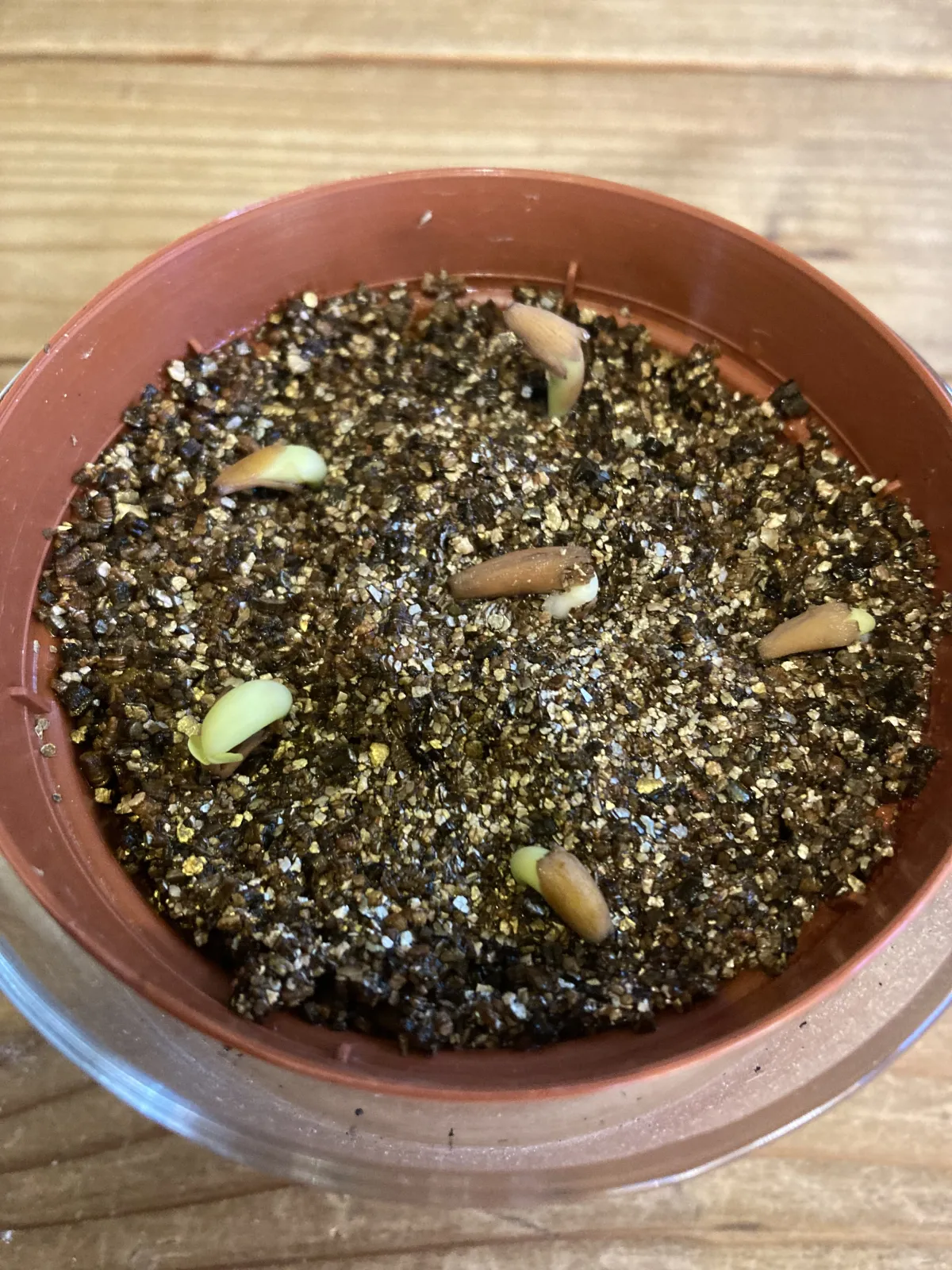 Adenium arabicum 'Godji hybrid' (アデニウム アラビカムゴッジハイブリッド)