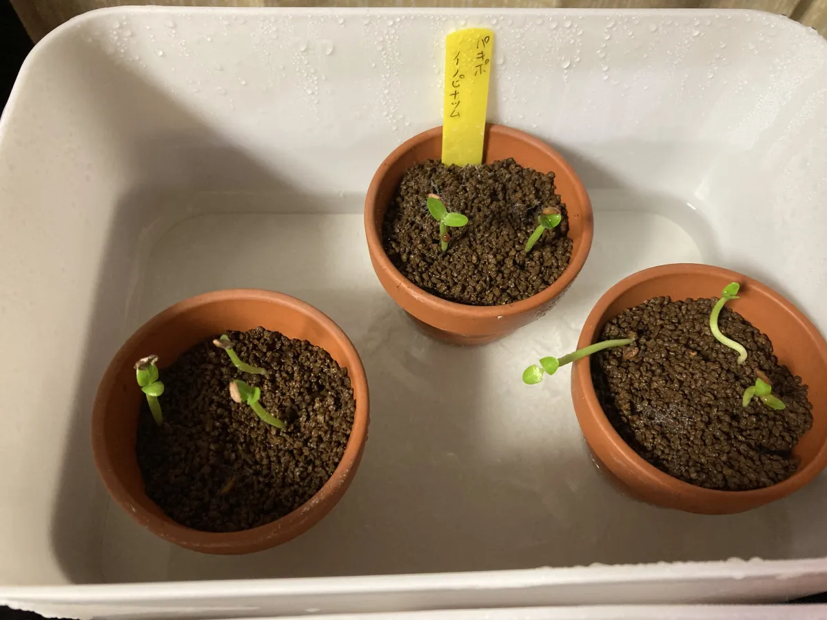 Pachypodium rosulatum var. inopinatum (パキポディウム イノピナツム)