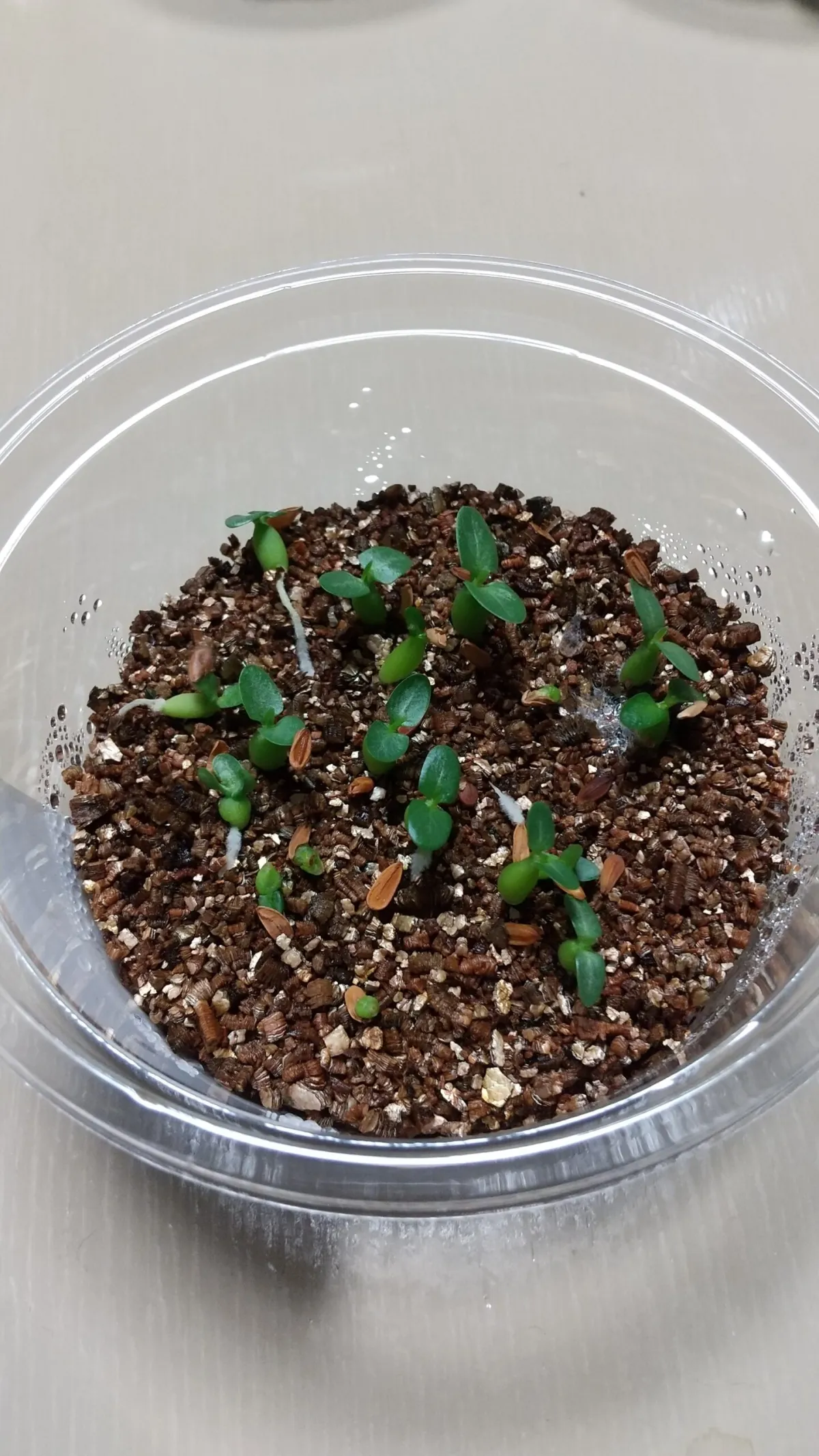 Pachypodium brevicaule subsp. leucoxanthum (パキポディウム レウコキサンツム)