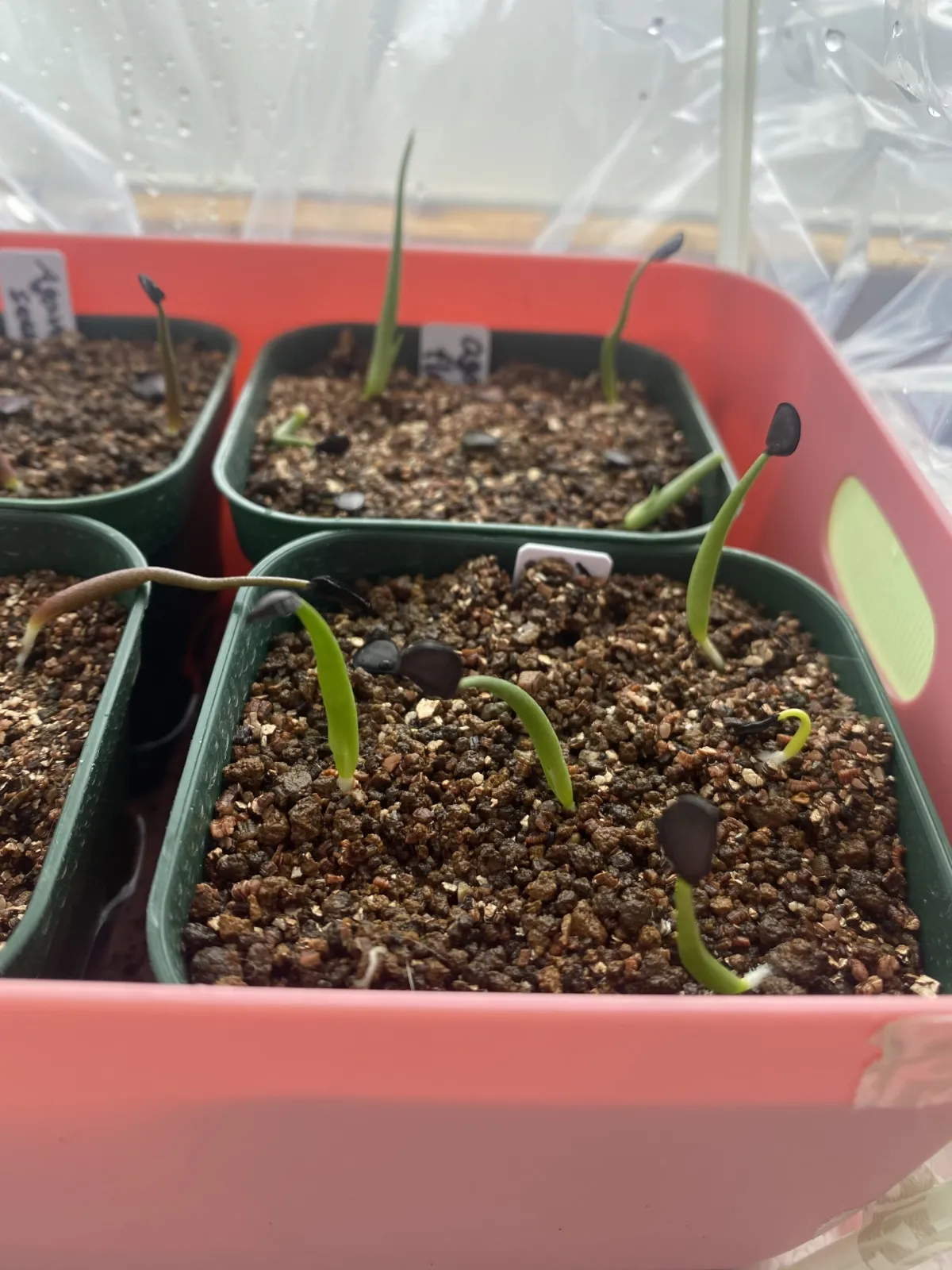 Agave flexispina (アガベ フレキシスピナ)