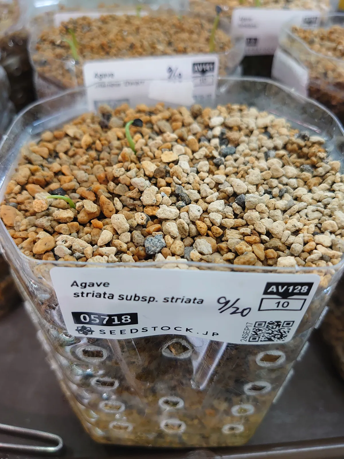 Agave striata subsp. striata (アガベ ストリアータ)