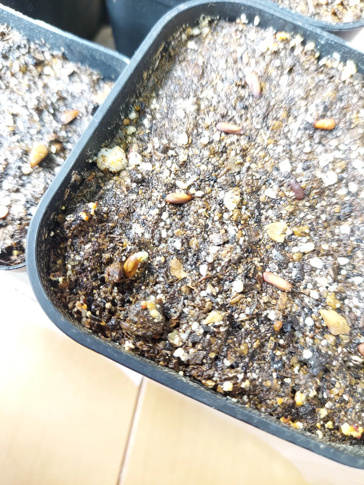 Pachypodium rosulatum var. inopinatum (パキポディウム イノピナツム)