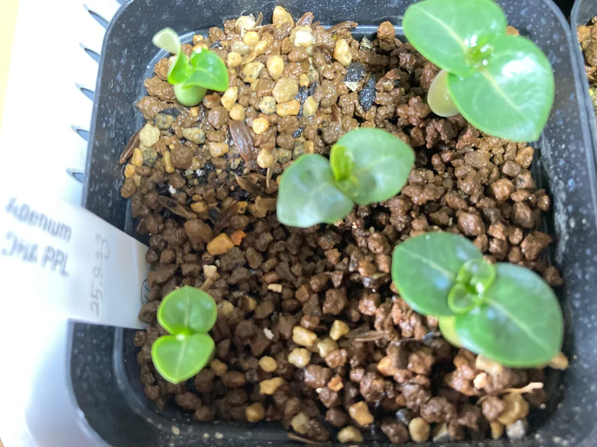 Adenium DHA PPL (アデニウム DHA PPL)