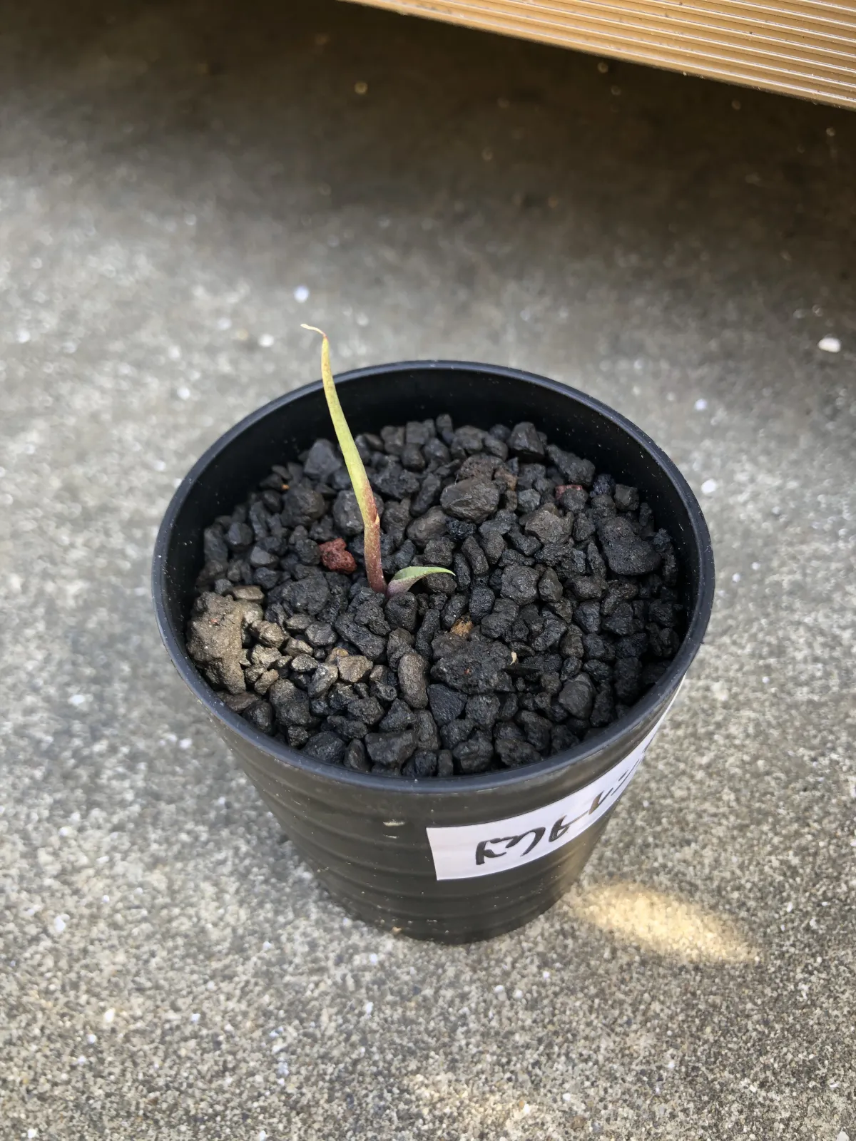 Agave doctorensis (アガベ ドクトレンシス)