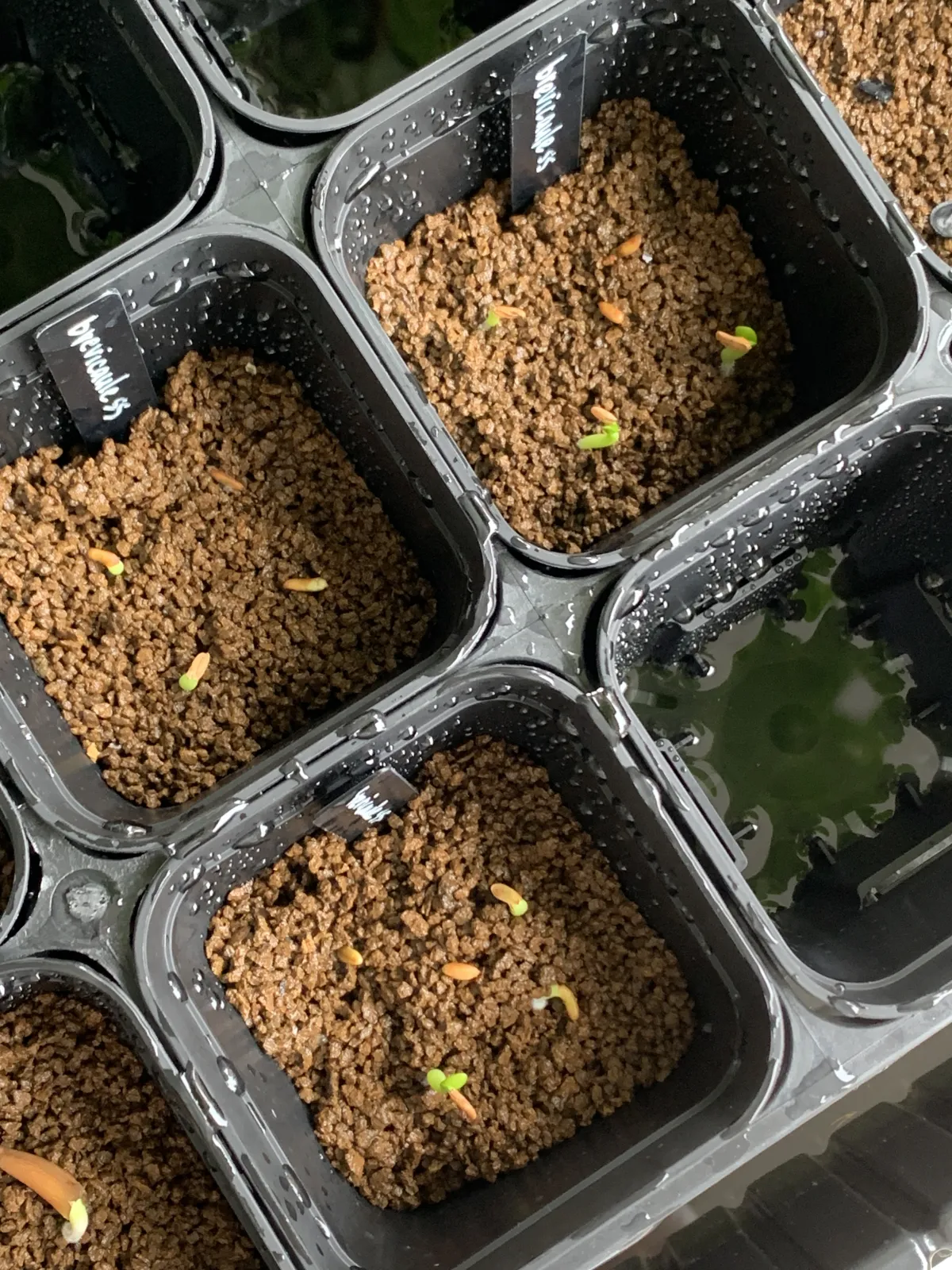 Pachypodium brevicaule subsp. leucoxanthum (パキポディウム レウコキサンツム)