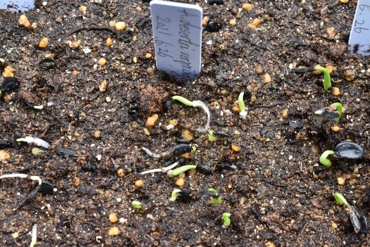 Agave deserti var. pringlei (アガベ プリングレイ)