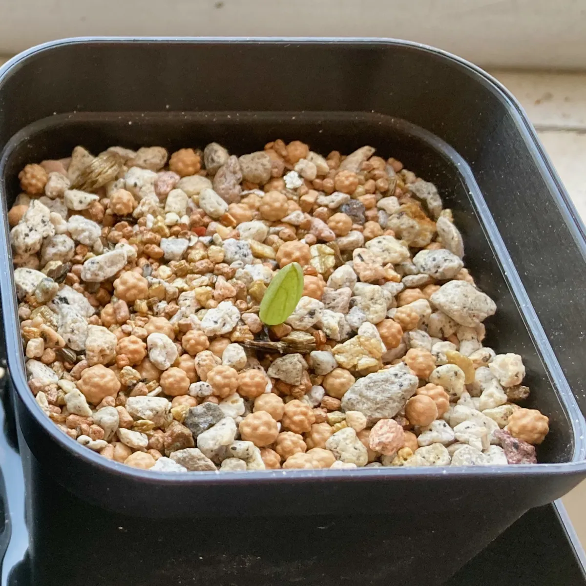 Aloe claviflora (アロエ クラビフローラ)