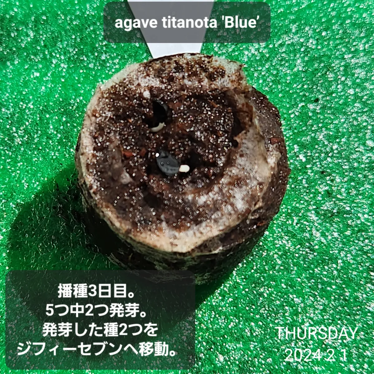 Agave titanota 'Blue' (アガベ チタノタブルー)