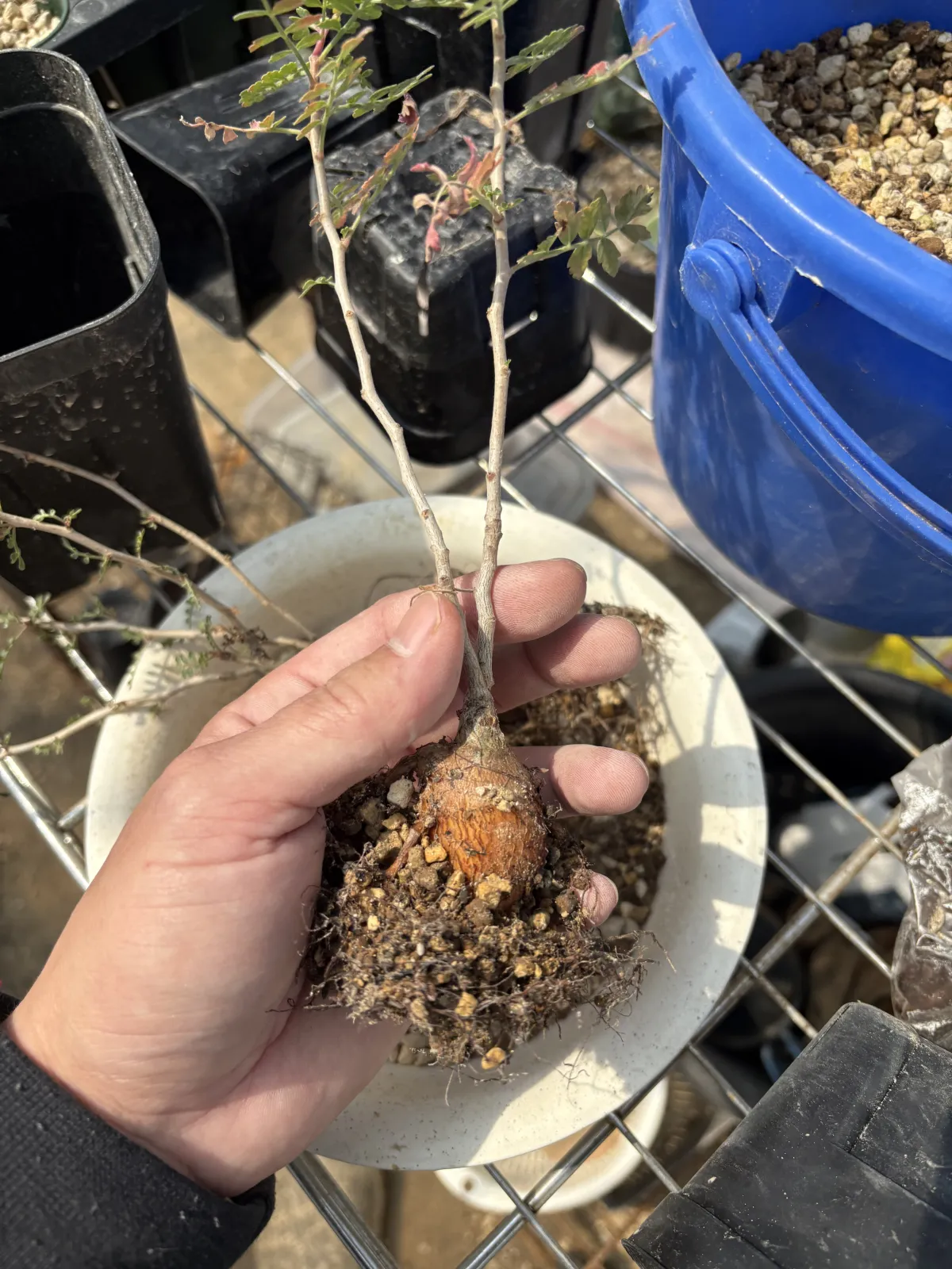 Pachycormus discolor (パキコルムス ディスカラー)