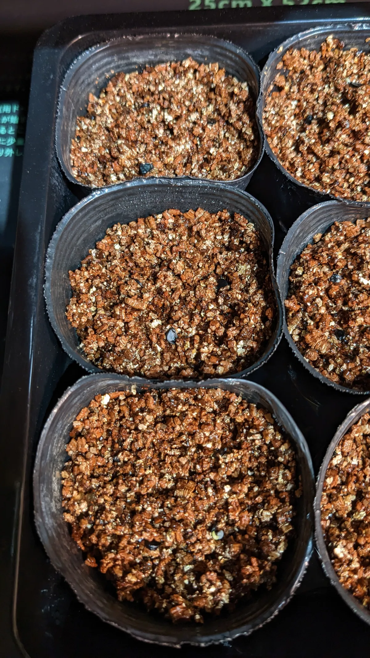 Agave oteroi (アガベ オテロイ)