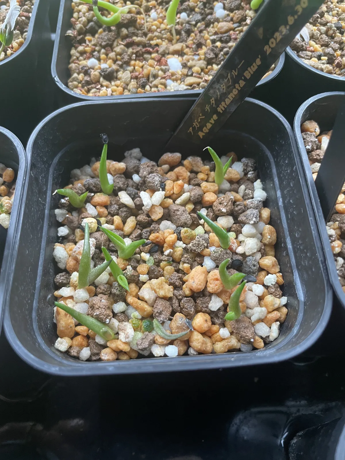 Agave titanota 'Blue' (アガベ チタノタブルー)