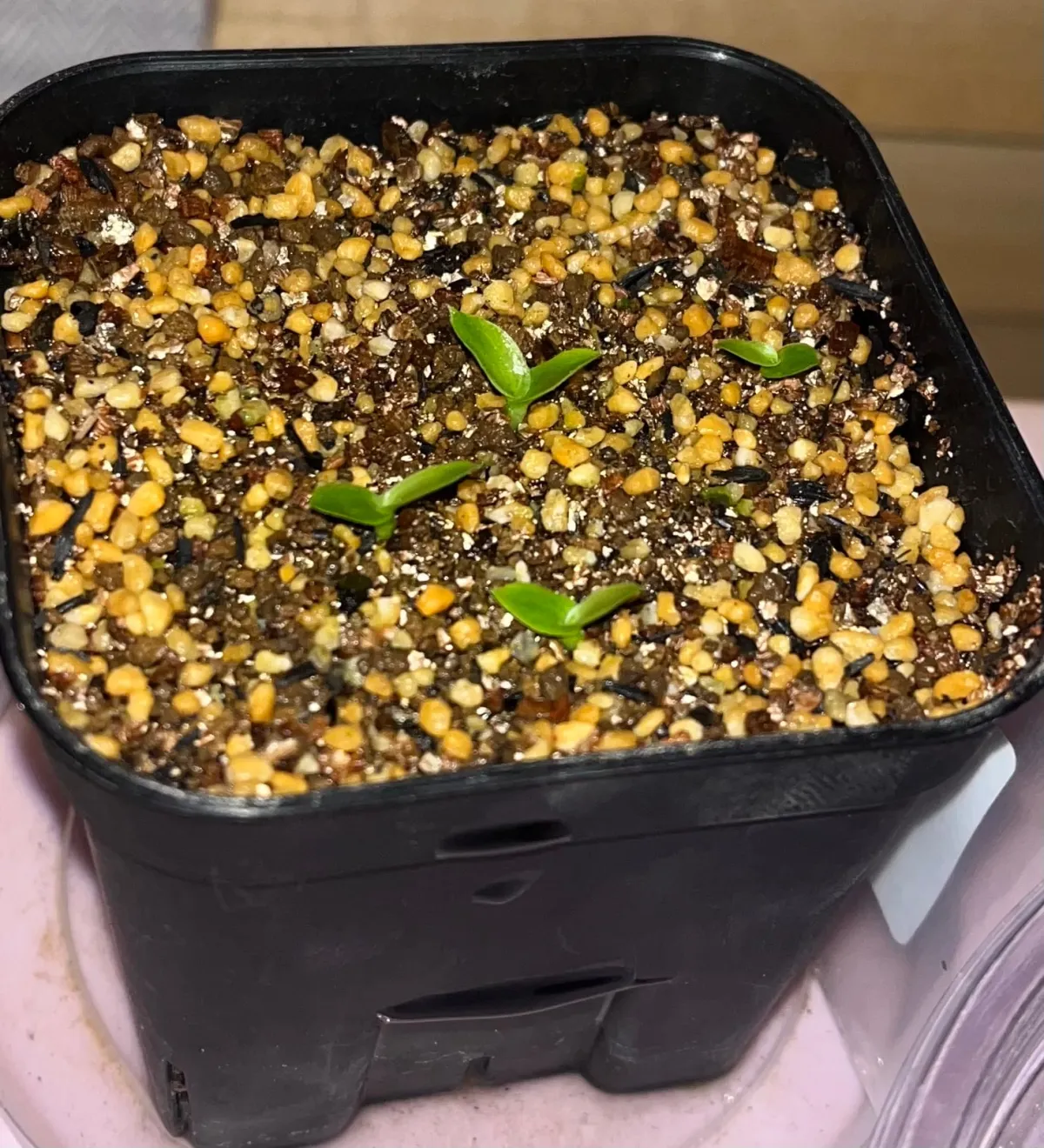 Billbergia Billbergia sp. Hallelujah x Darth Vader (ビルベルギア ハレルヤxダースベイダー)