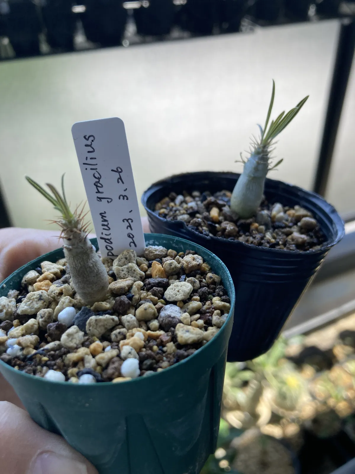 Pachypodium rosulatum var. gracilius (パキポディウム グラキリス)