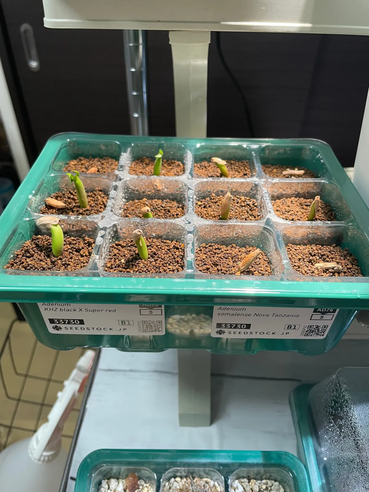 Adenium obesum Nova Tanzania (アデニウム ノヴァ タンザニア)