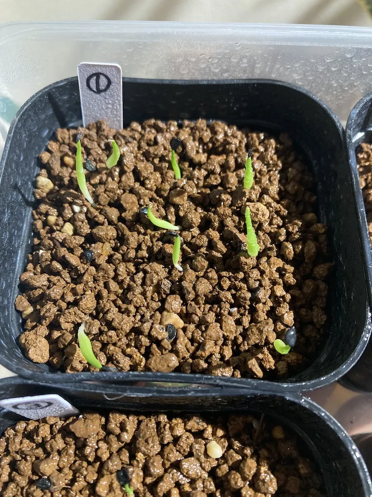 Agave oteroi (アガベ オテロイ)