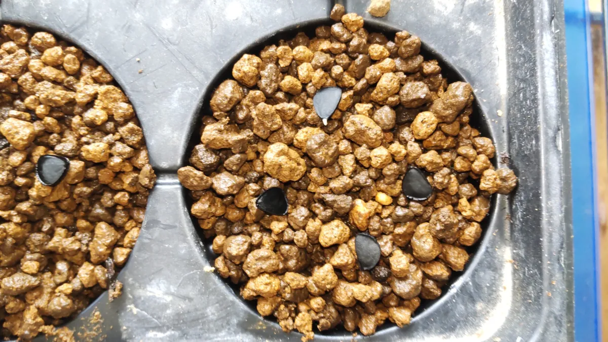 Yucca rostrata (ユッカ ロストラータ)