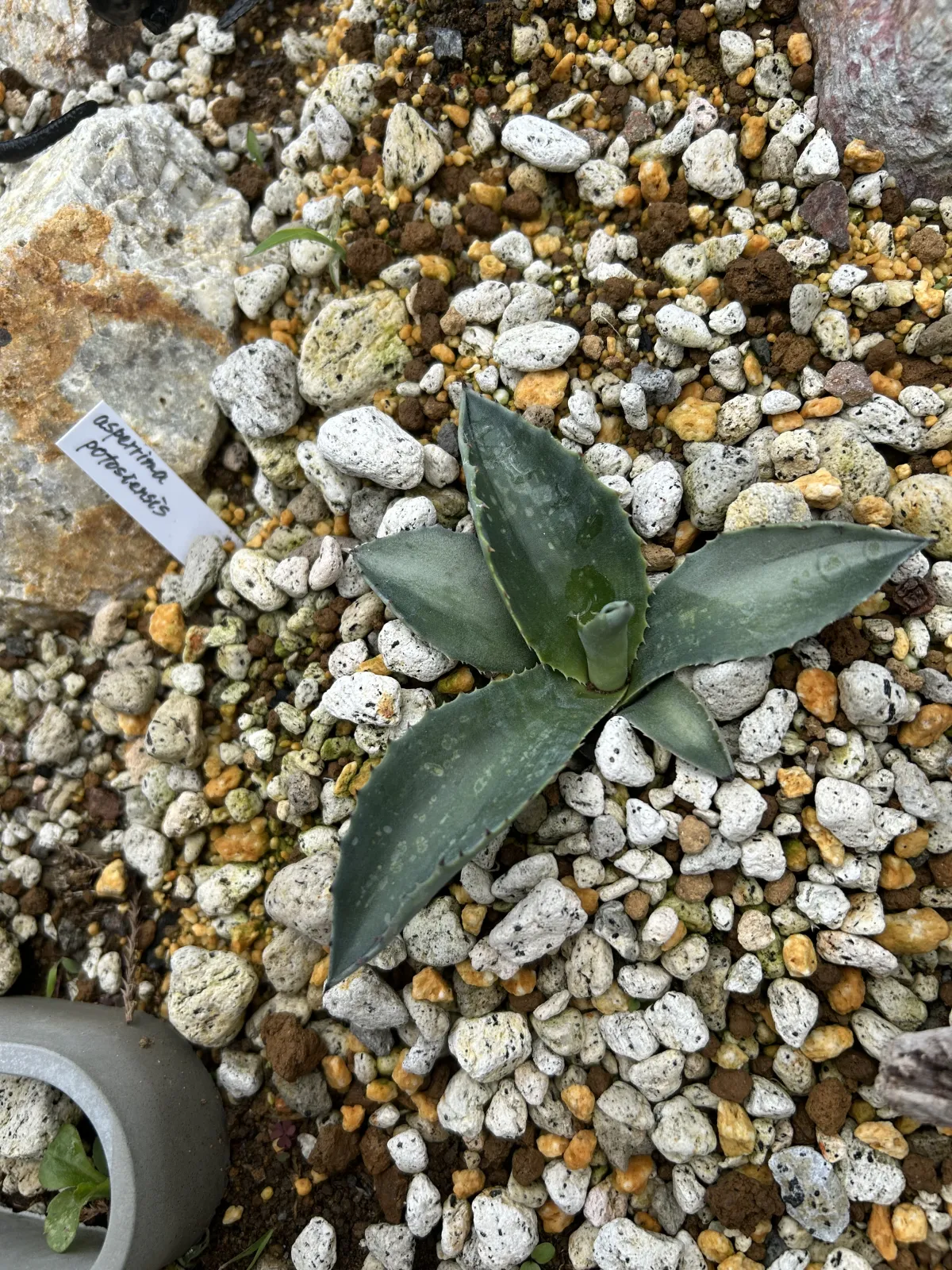 Agave asperrima subsp. potosiensis (アガベ ポトアスペリーマ ポトシエンシス)