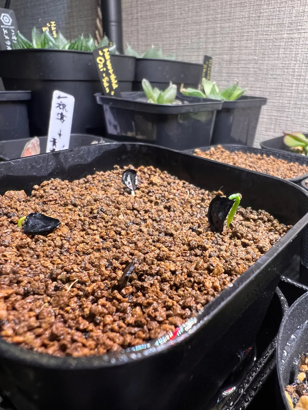 Agave inaequidens (アガベ インアクイデンス)