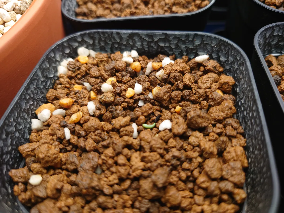 Agave xylonacantha (アガベ キシロナカンサ)