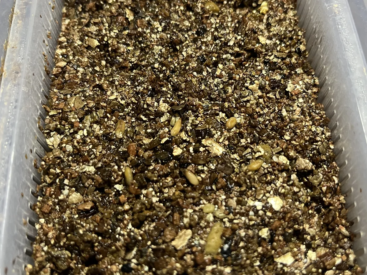 Pachypodium bispinosum (パキポディウム ビスピノーサム)