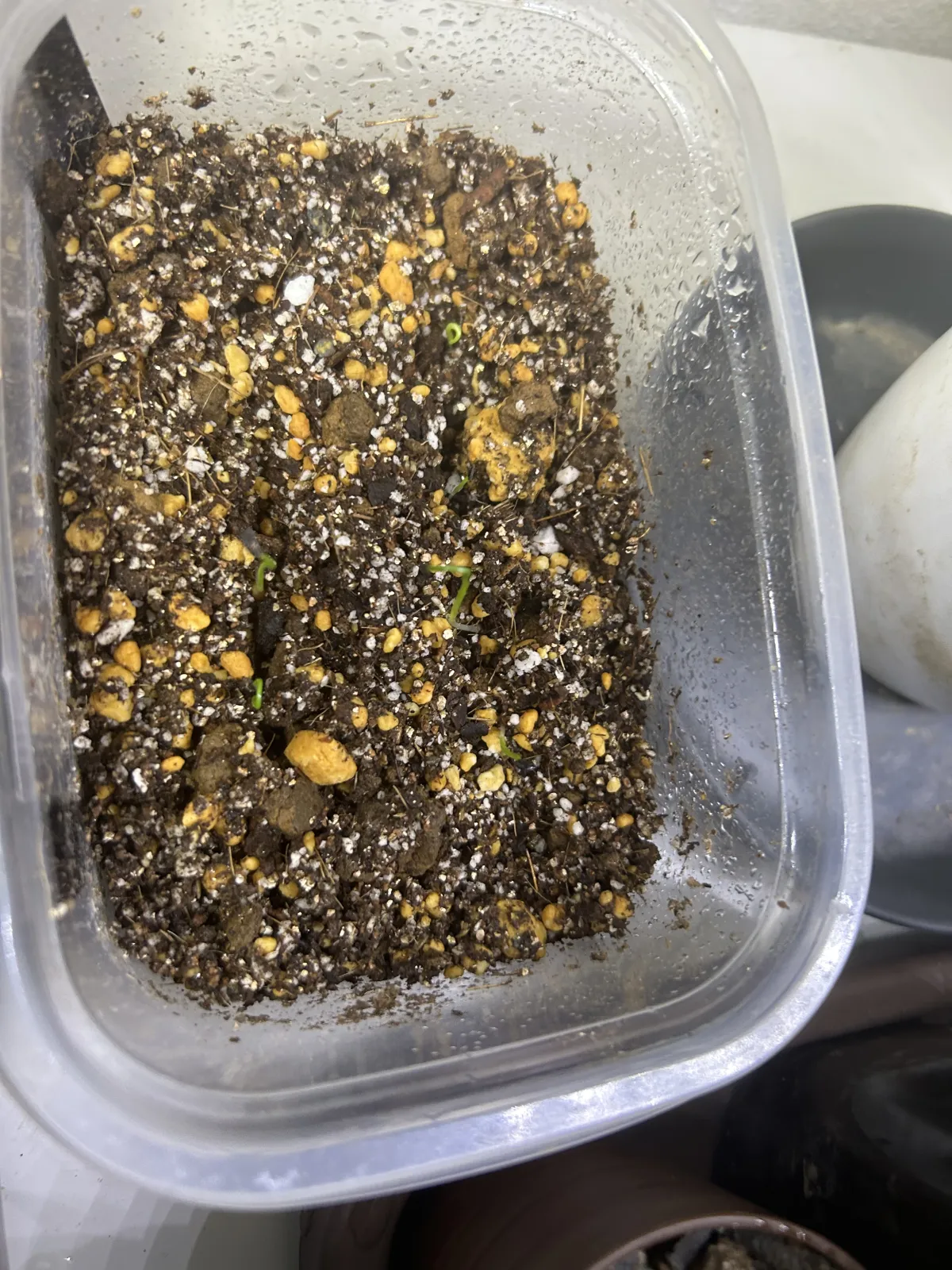 Agave schidigera White Stripe (アガベ シジゲラ ホワイトストライプ)