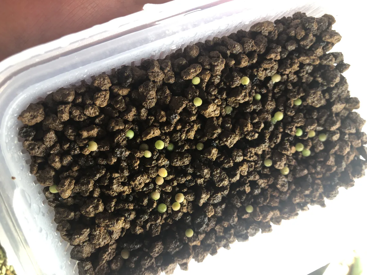 Lophophora fricii (ロフォフォラ 疣銀冠玉)