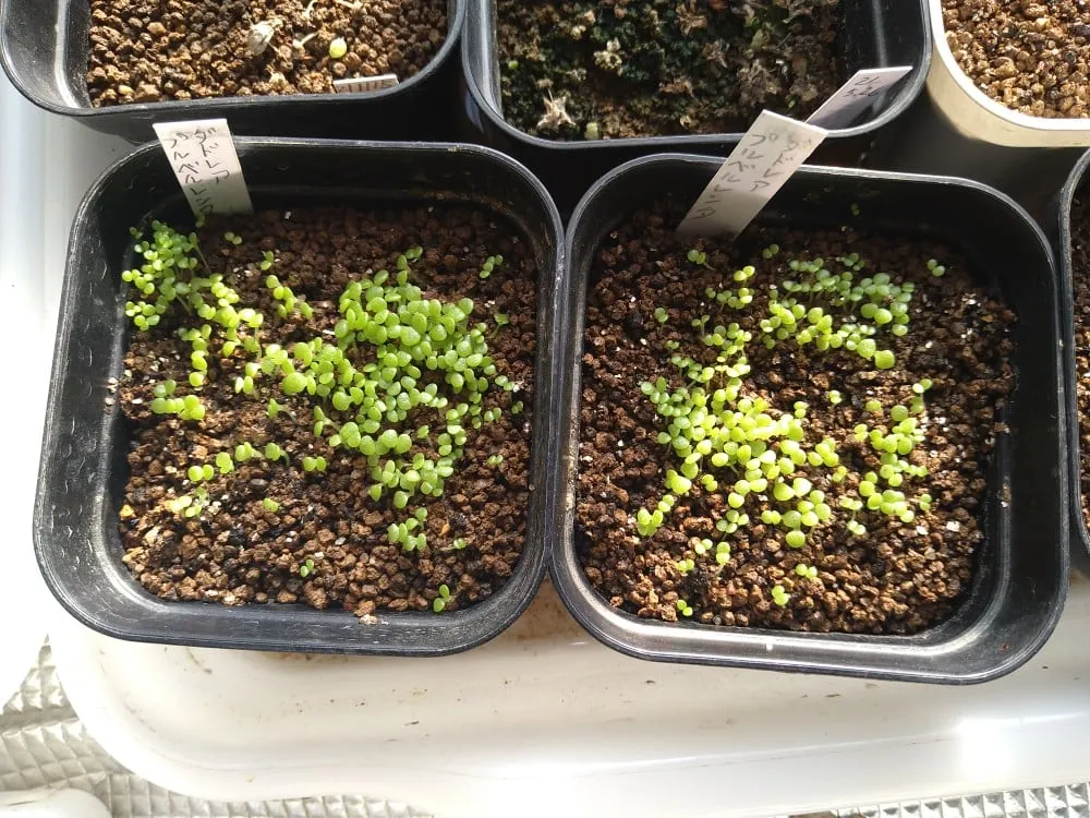 Dudleya pulverulenta (ダドレヤ プルベルレンタ)