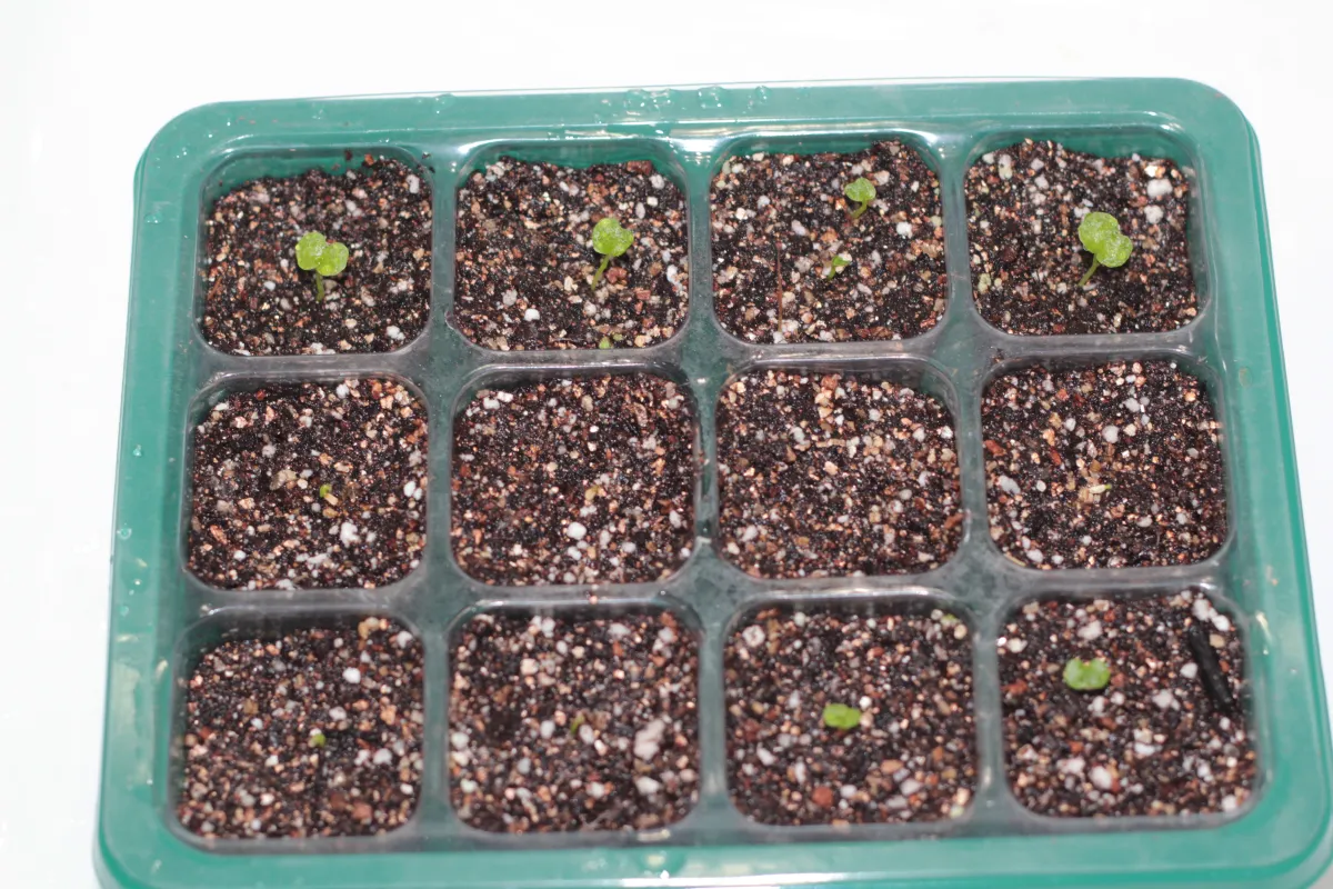 Philodendron selloum (フィロデンドロン セロウム)