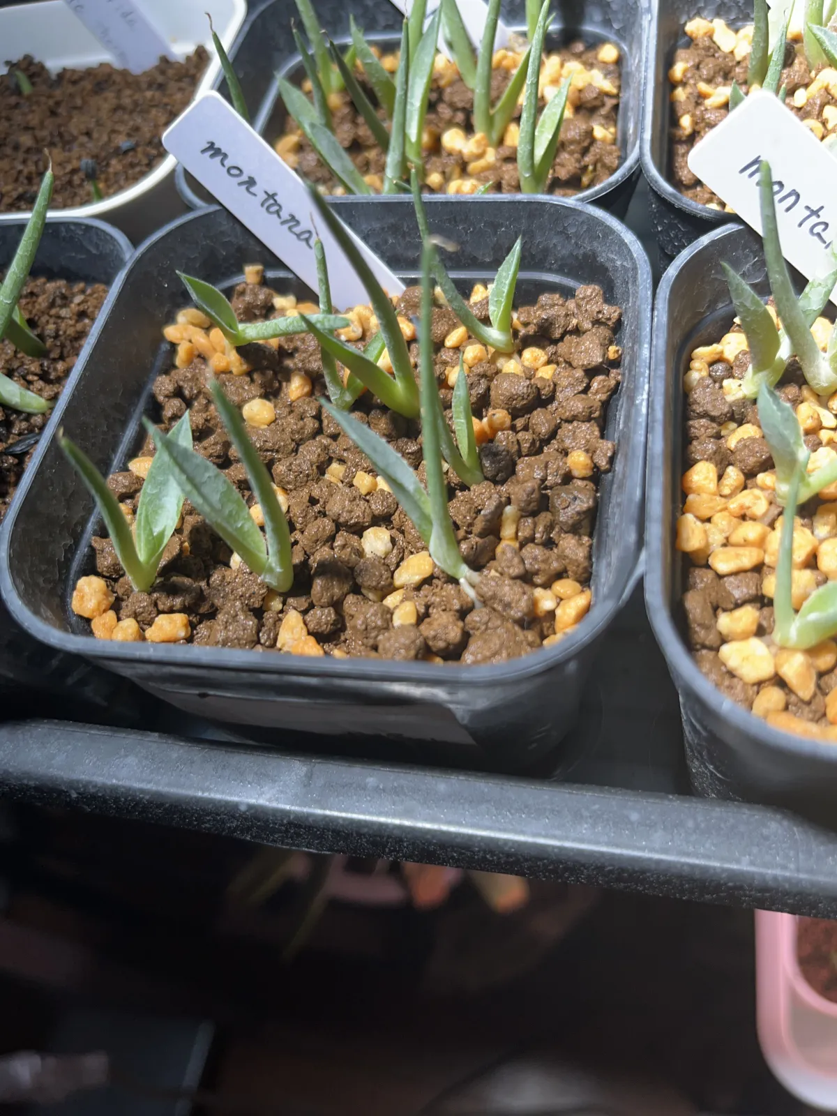 Agave montana (アガベ モンタナ)