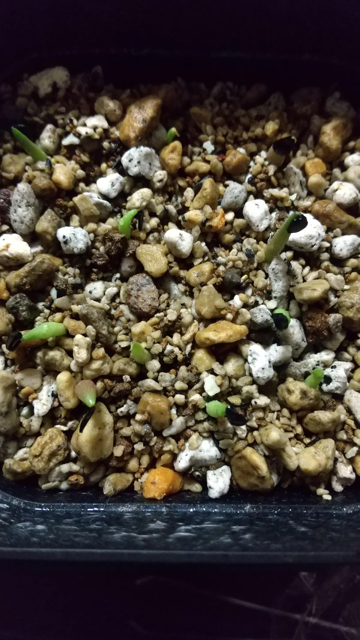 Agave oteroi (アガベ オテロイ)