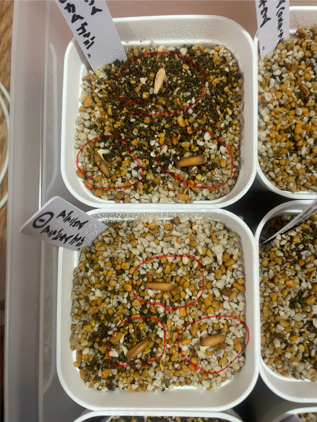 Adenium arabicum (アデニウム アラビカムゴッジ)