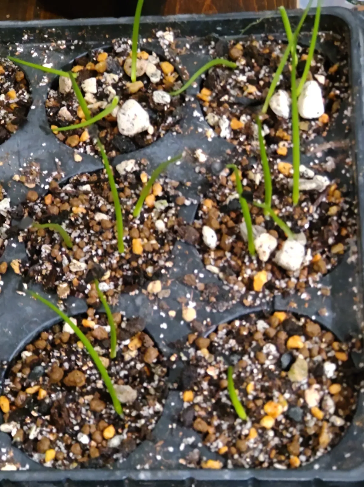 Agave palmeri (アガベ パルメリー)