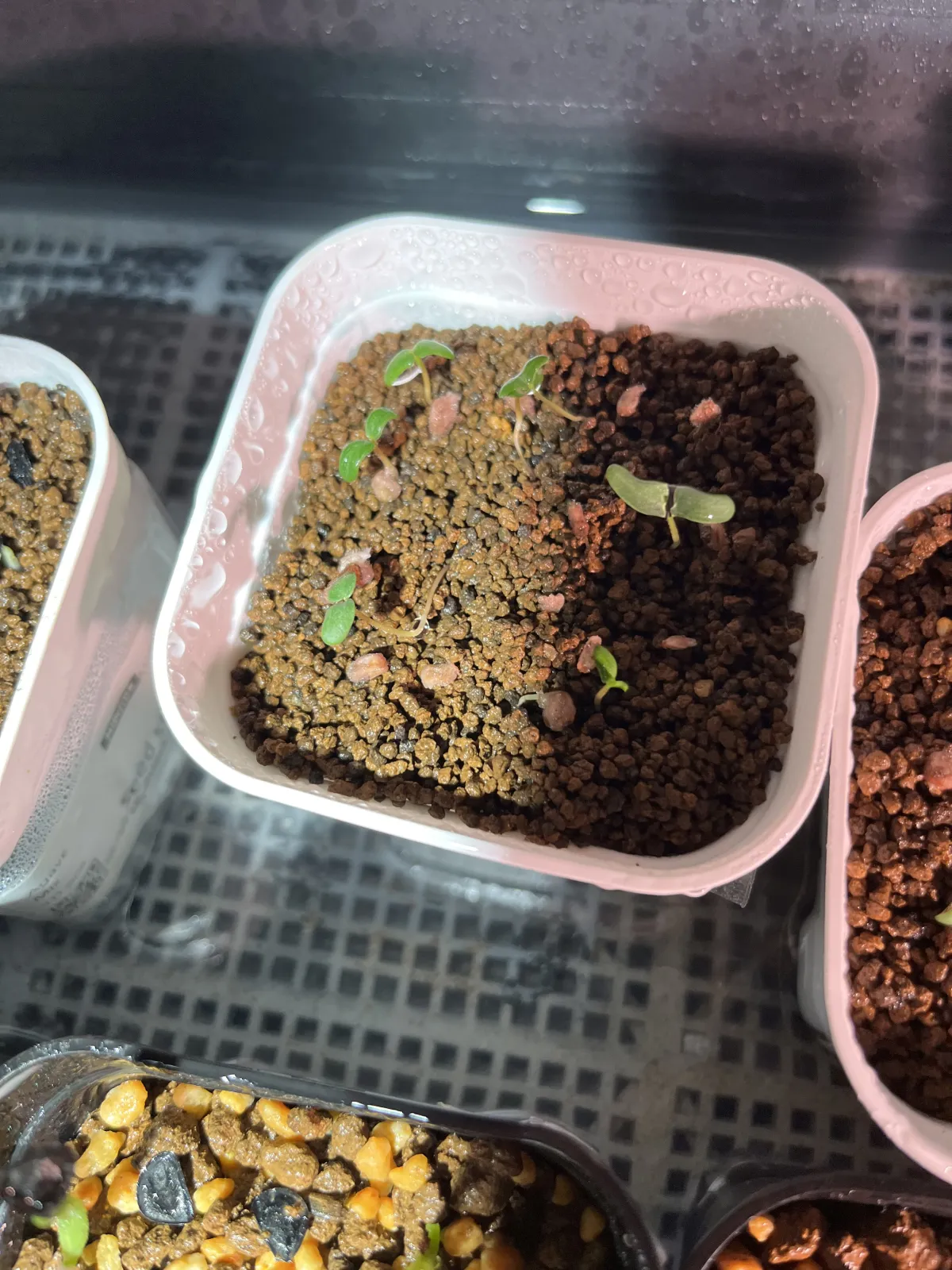 Pachycormus discolor (パキコルムス ディスカラー)