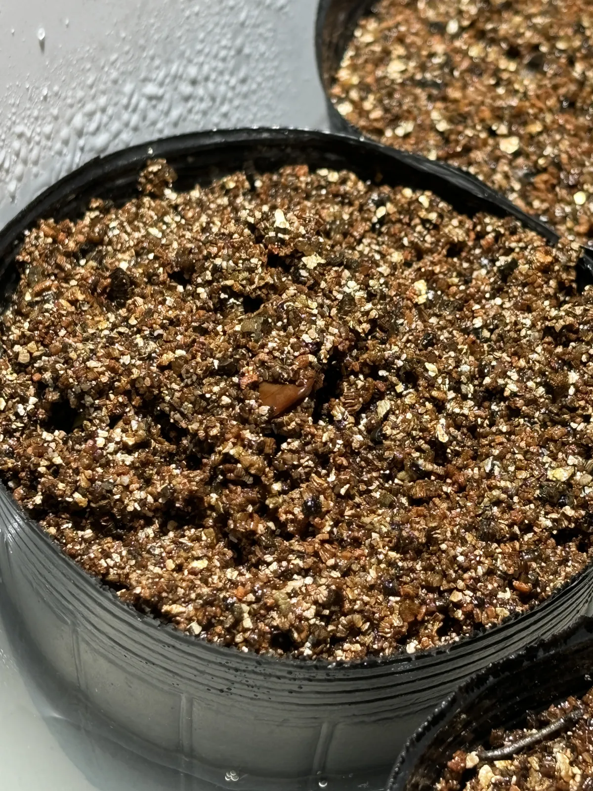 Acacia Acacia burkei (アカシア ブルケイ)