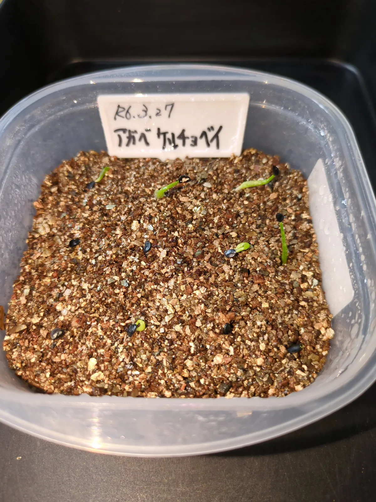 Agave kerchovei (アガベ ケルチョベイ)