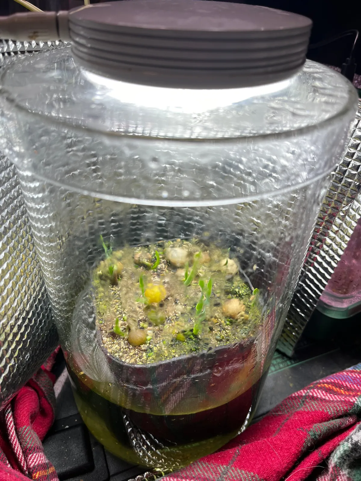 [無料種子] ブーファン ディスティカ Boophone disticha 状態難