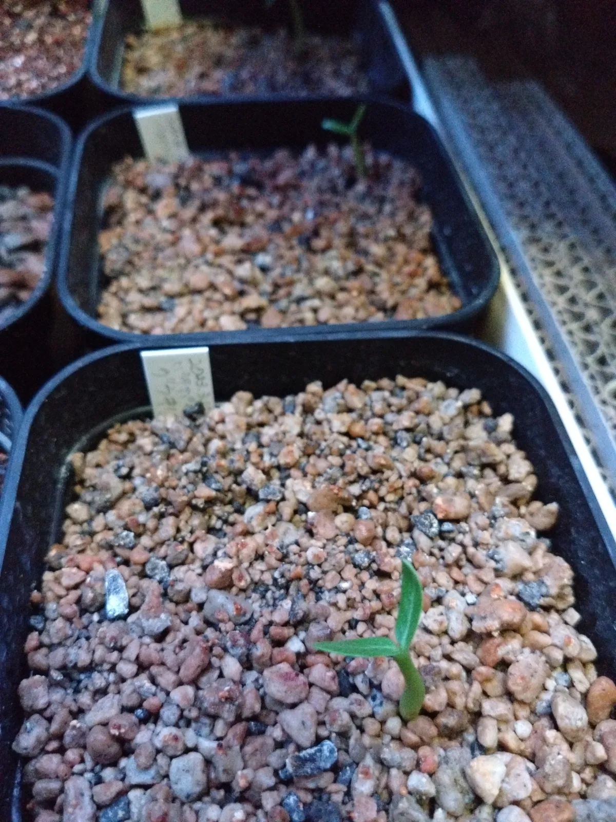 Pachypodium rosulatum var. gracilius (パキポディウム グラキリス)