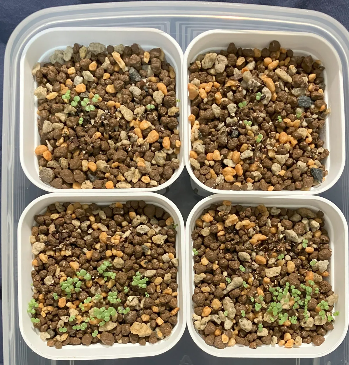 Echeveria cante White Cloud Echeveria (エケベリア カンテ)