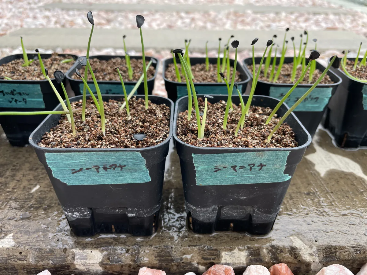 Agave seemanniana (アガベ シーマニアナ)