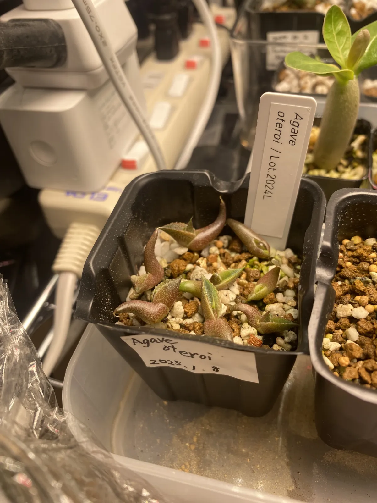 鋸歯がガツガツぎざぎざ