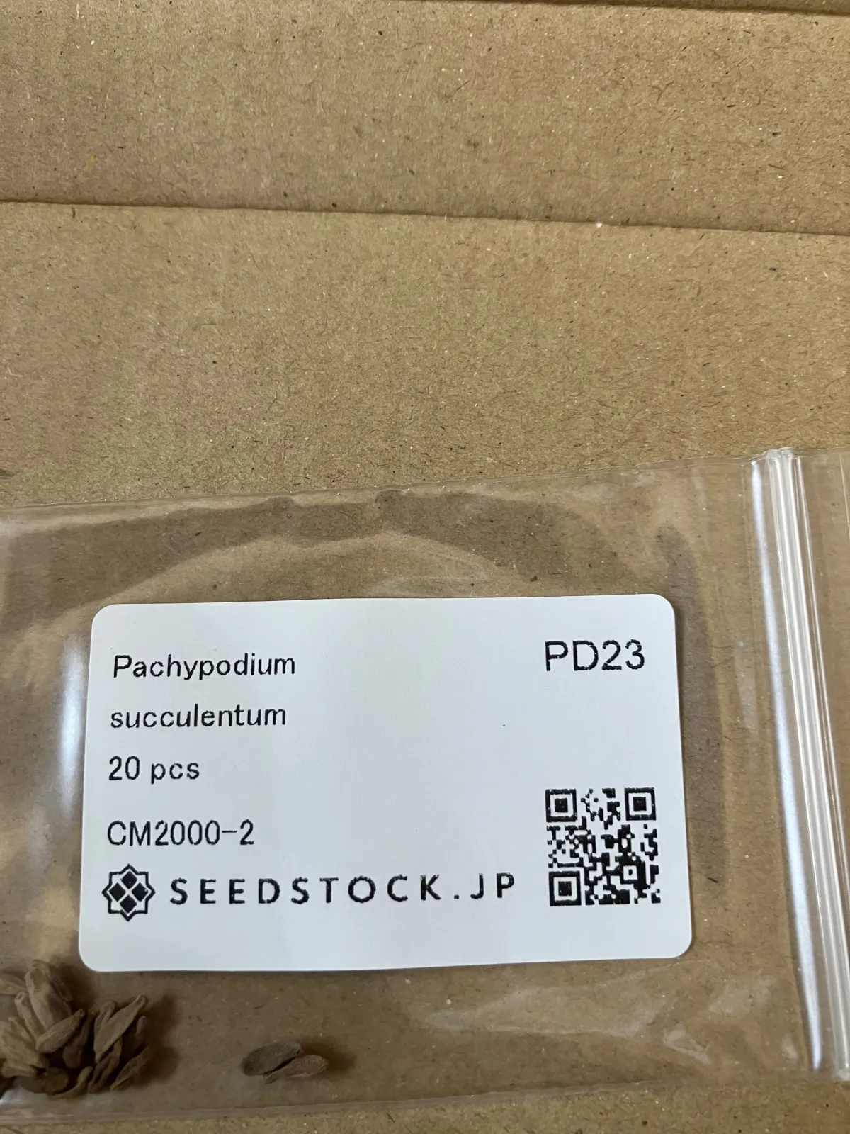 Pachypodium succulentum (パキポディウム サキュレンタム 天馬空)