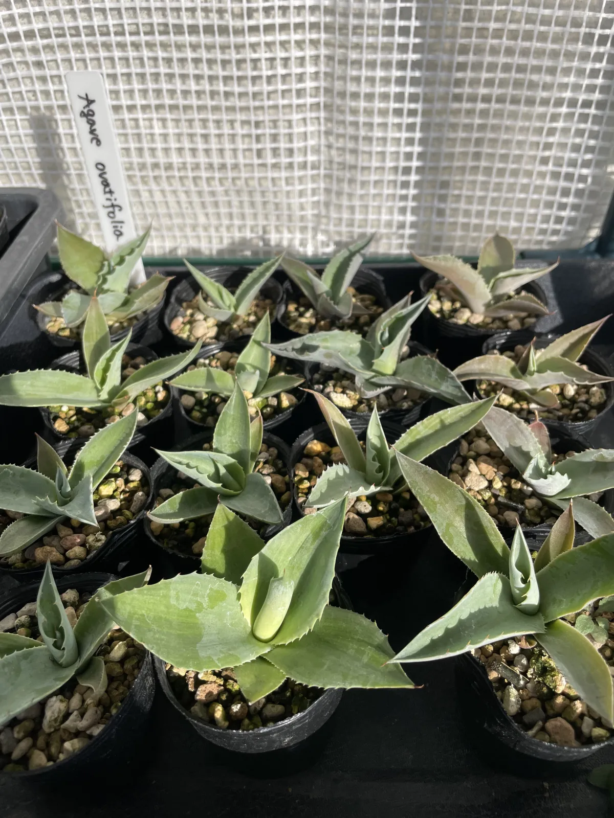 Agave ovatifolia (アガベ オバティフォリア)