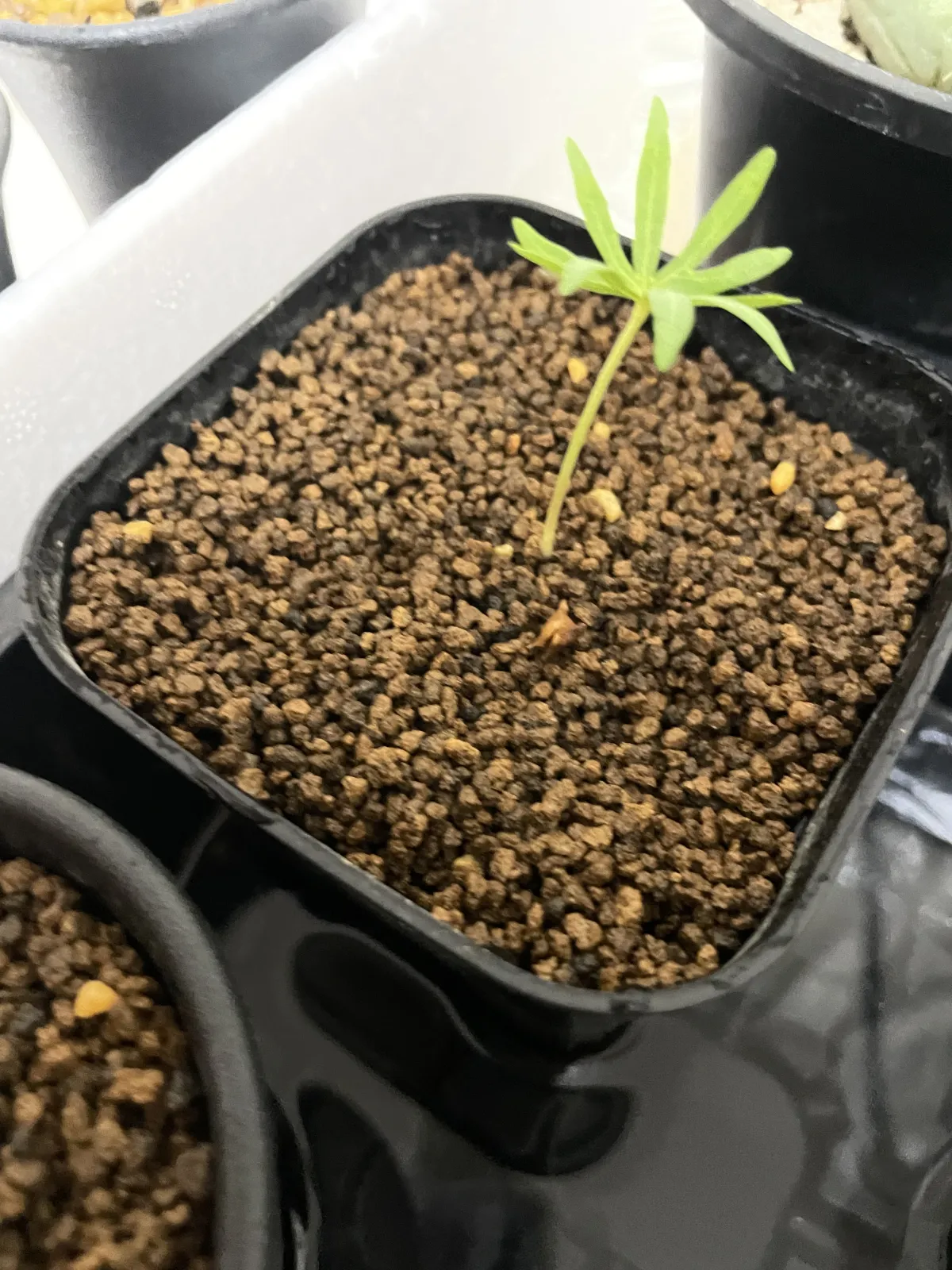 Boswellia neglecta (ボスウェリア ネグレクタ)