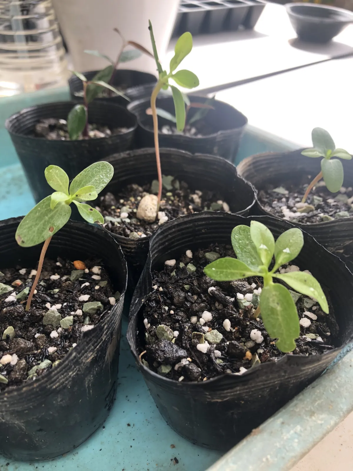 Fouquieria formosa (フォークイエリア フォルモサ)