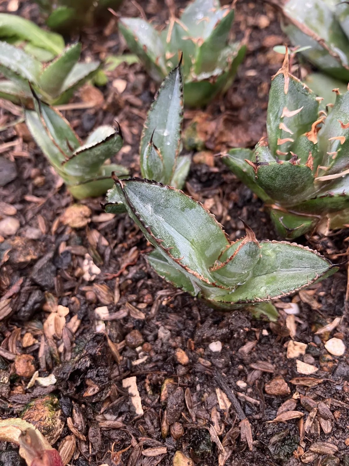 Agave triangularis (アガベ トライアンギュラリス)